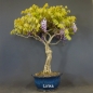 Preview: Blauregen, Wisteria